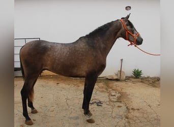 PRE Mix, Stallion, 3 years, 15,1 hh, Grey