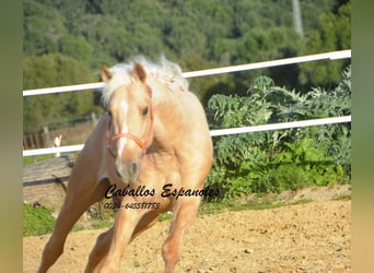 PRE Mix, Stallion, 3 years, 15,1 hh, Palomino