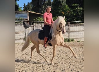 PRE Mix, Stallion, 3 years, 15,1 hh, Perlino