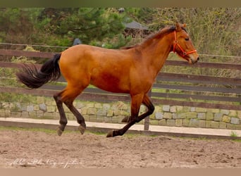 PRE Mix, Stallion, 3 years, 15,2 hh, Brown