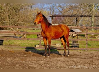 PRE Mix, Stallion, 3 years, 15,2 hh, Brown