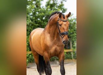 PRE, Stallion, 3 years, 15,2 hh, Buckskin