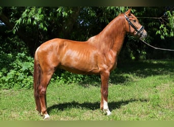 PRE Mix, Stallion, 3 years, 15,2 hh, Chestnut