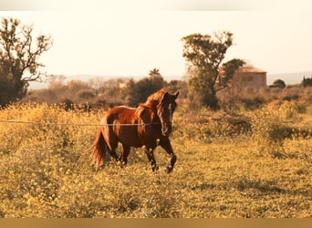 PRE, Stallion, 3 years, 15,2 hh, Chestnut-Red