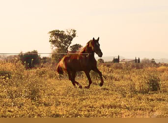 PRE, Stallion, 3 years, 15,2 hh, Chestnut-Red