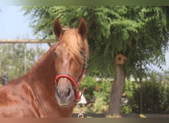PRE Mix, Stallion, 3 years, 15,2 hh, Chestnut-Red