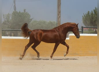 PRE Mix, Stallion, 3 years, 15,2 hh, Chestnut-Red