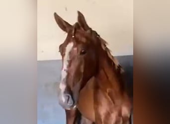 PRE, Stallion, 3 years, 15,2 hh, Chestnut-Red