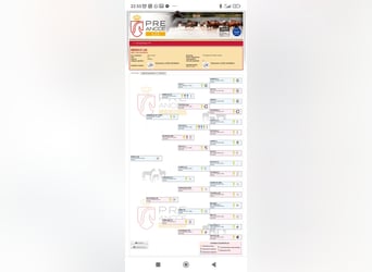 PRE, Stallion, 3 years, 15,2 hh, Grey-Blue-Tan