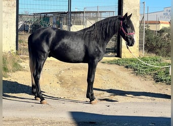 PRE Mix, Stallion, 3 years, 15,2 hh, Grey-Dapple