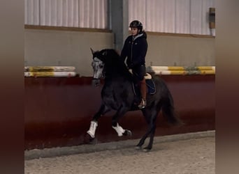 PRE Mix, Stallion, 3 years, 15,2 hh, Grey-Dark-Tan