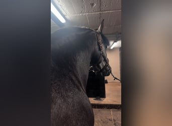 PRE Mix, Stallion, 3 years, 15,2 hh, Grey-Dark-Tan