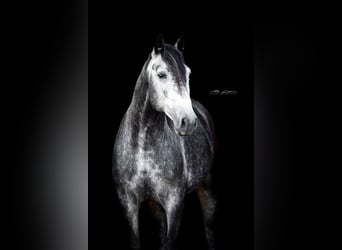 PRE Mix, Stallion, 3 years, 15,2 hh, Grey