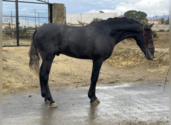 PRE Mix, Stallion, 3 years, 15,2 hh, Grey