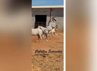 PRE, Stallion, 3 years, 15,2 hh, Grey