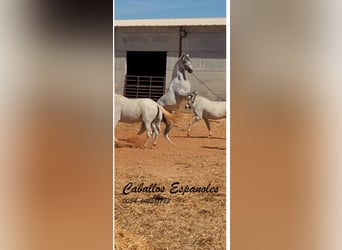 PRE, Stallion, 3 years, 15,2 hh, Grey