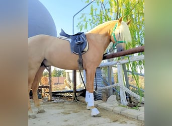 PRE Mix, Stallion, 3 years, 15,2 hh, Palomino