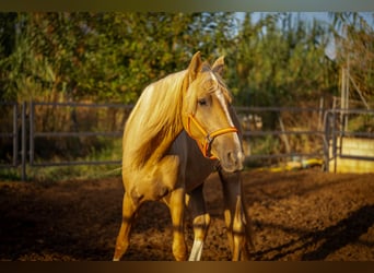PRE, Stallion, 3 years, 15,2 hh, Palomino