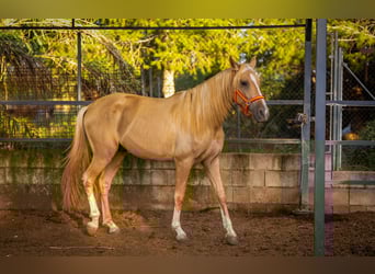 PRE, Stallion, 3 years, 15,2 hh, Palomino