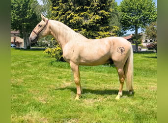 PRE Mix, Stallion, 3 years, 15,2 hh, Palomino