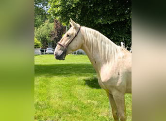 PRE Mix, Stallion, 3 years, 15,2 hh, Palomino