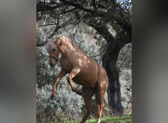 PRE, Stallion, 3 years, 15,2 hh, Palomino