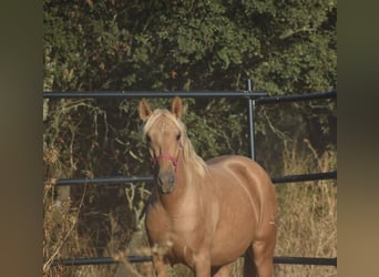 PRE, Stallion, 3 years, 15,2 hh, Palomino