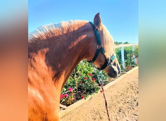 PRE Mix, Stallion, 3 years, 15,2 hh, Palomino