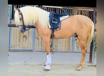 PRE Mix, Stallion, 3 years, 15,2 hh, Palomino
