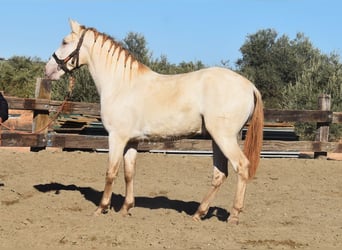 PRE, Stallion, 3 years, 15,2 hh, Pearl