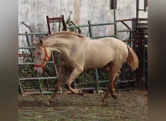 PRE, Stallion, 3 years, 15,2 hh, Perlino