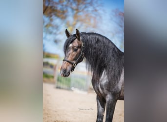 PRE Mix, Stallion, 3 years, 15,2 hh, Roan-Bay
