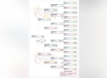 PRE, Stallion, 3 years, 15,2 hh, Sorrel