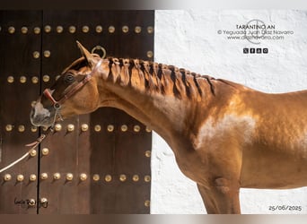 PRE, Stallion, 3 years, 15,2 hh, Sorrel