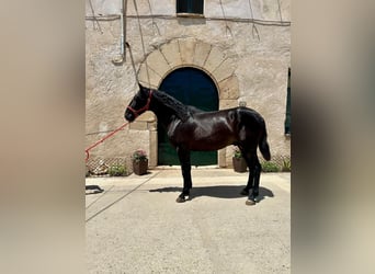 PRE, Stallion, 3 years, 15,3 hh, Black