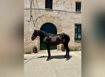 PRE, Stallion, 3 years, 15,3 hh, Black