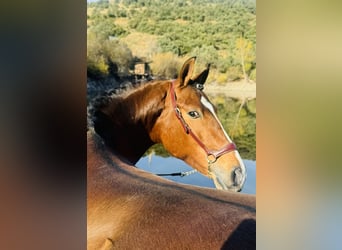 PRE Mix, Stallion, 3 years, 15,3 hh, Brown-Light