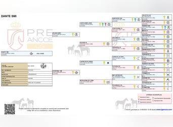 PRE, Stallion, 3 years, 15,3 hh, Brown
