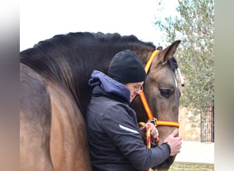 PRE Mix, Stallion, 3 years, 15,3 hh, Buckskin