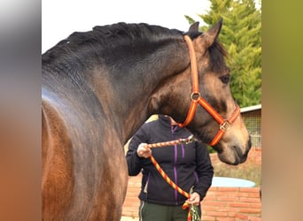 PRE Mix, Stallion, 3 years, 15,3 hh, Buckskin