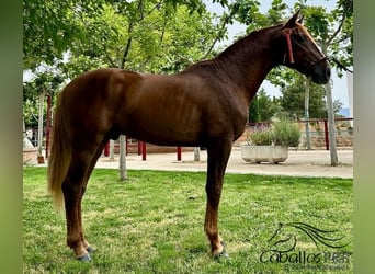 PRE, Stallion, 3 years, 15,3 hh, Chestnut-Red