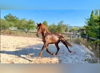 PRE, Stallion, 3 years, 15,3 hh, Chestnut-Red