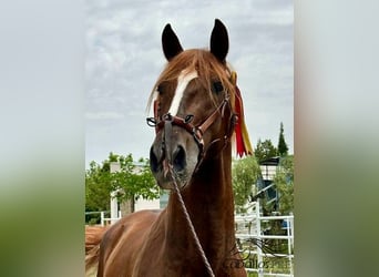 PRE, Stallion, 3 years, 15,3 hh, Chestnut-Red