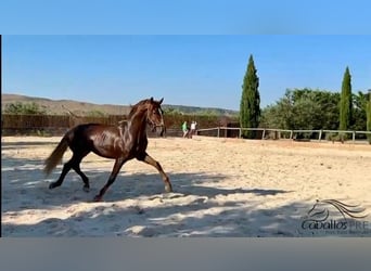 PRE, Stallion, 3 years, 15,3 hh, Chestnut-Red