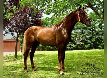 PRE, Stallion, 3 years, 15,3 hh, Chestnut-Red