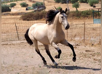 PRE Mix, Stallion, 3 years, 15,3 hh, Dun