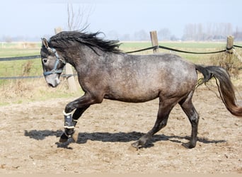 PRE, Stallion, 3 years, 15,3 hh, Grey