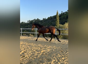PRE, Stallion, 3 years, 16.1 hh, Bay-Dark