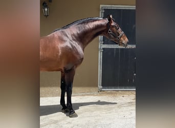 PRE, Stallion, 3 years, 16.1 hh, Bay-Dark
