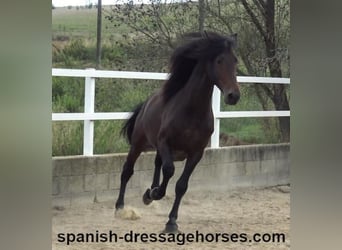 PRE Mix, Stallion, 3 years, 16,1 hh, Bay-Dark